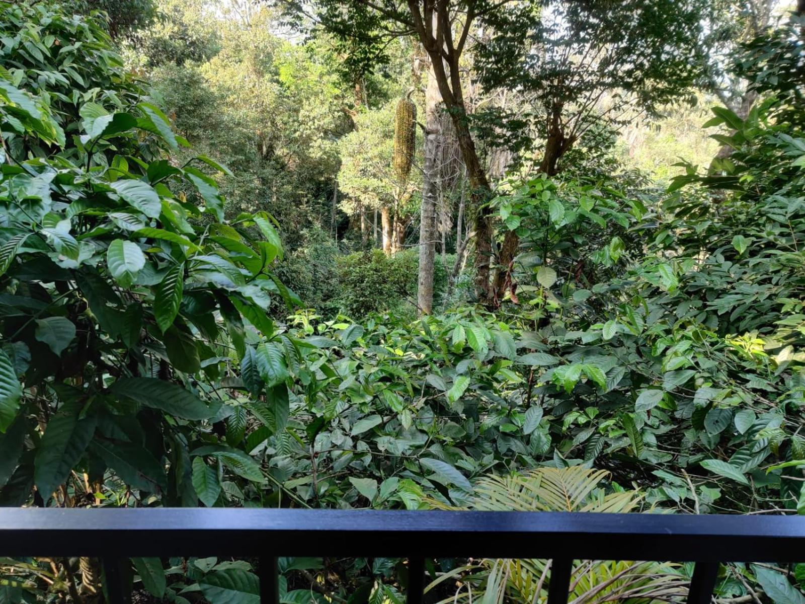 Misty Rain Estate Hotel Madikeri Exterior photo